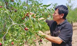 延川红枣：来自黄河的馈赠