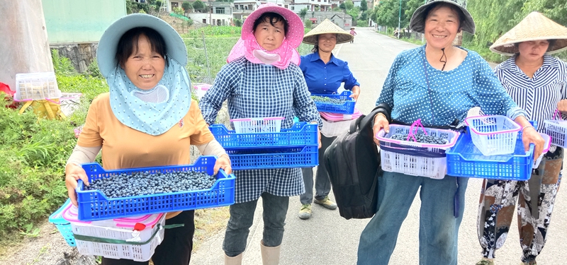 2021年6月21日，贵州省三穗县台烈镇颇洞村村民在采摘蓝莓（潘宗旭 摄）_副本.jpg