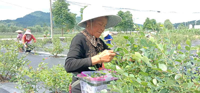 2021年6月21日，贵州省三穗县台烈镇颇洞村村民在采摘蓝莓。（潘宗旭 摄）_副本.jpg