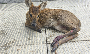 四道沟边境派出所成功救助国家二级保护动物河麂