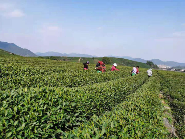 longjing5.jpg